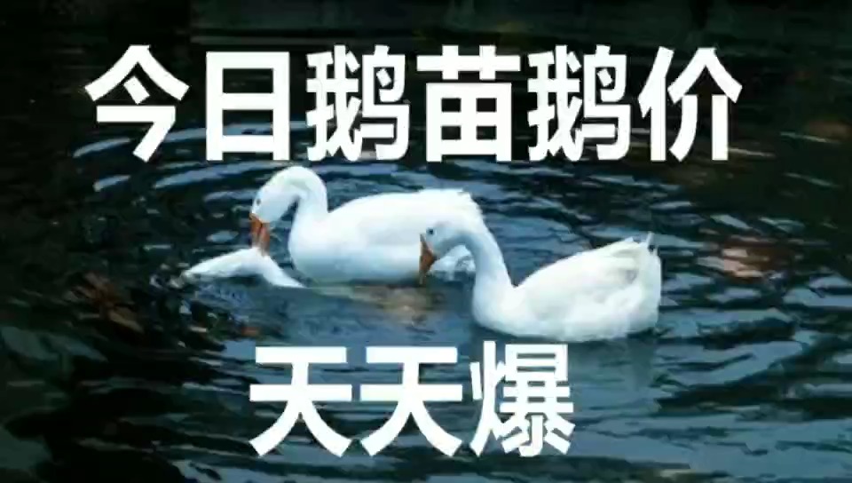 鹅最新价格揭秘与行情探秘✨