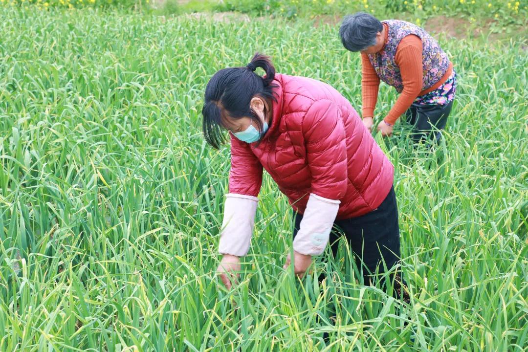 徐州丰县最新招工信息一览，获取指南与招聘信息汇总